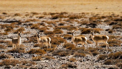 绿水青山丨新疆阿尔金山国家级自然保护区 野生动物自在栖息