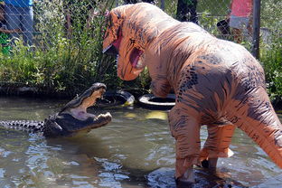 美动物园管理员假扮霸王龙戏弄真鳄鱼